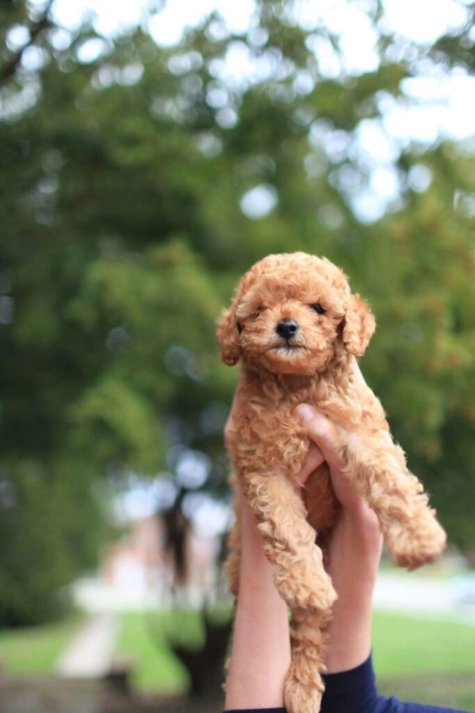 Cute poodle puppy lifted by hands against a green outdoor backdrop, exuding joy and playfulness.